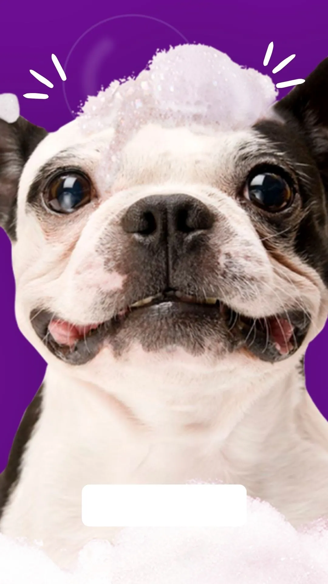 Como Aproveitar as Tendências de Comportamento do Consumidor para Adaptar sua Estratégia de Marketing na Sua Loja Virtual Pet