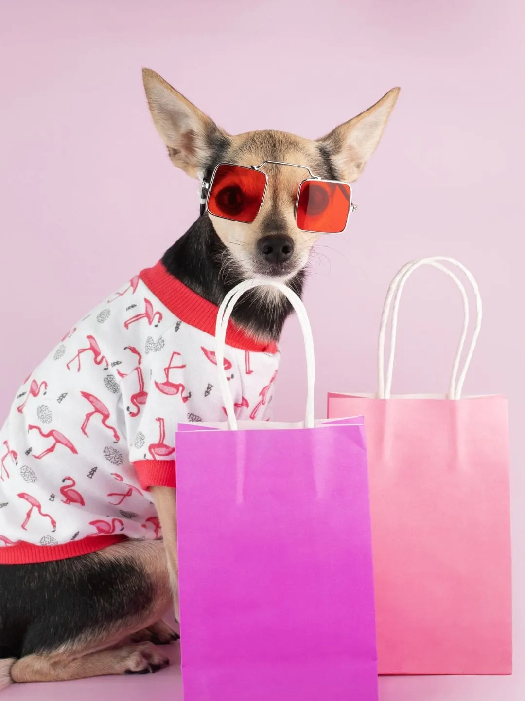 Acelere Seus Resultados: 5 Funcionalidades para sua Loja Virtual Pet em 2024